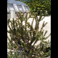 Leucospermum Bolusii (fam Proteacees) (Afrique du sud) (2)